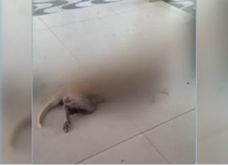 Cadela é morta a facadas durante roubo e criminoso foge levando caminhonete