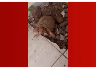 Bombou no g1: Mulher encontra jabuti vivo embaixo do piso 10 anos após reformar casa