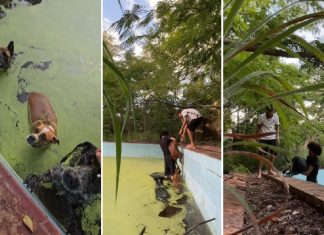 Jovens resgatam cães que caíram em piscina cheia de lodo em clube abandonado de Paraíso do Tocantins; VÍDEO