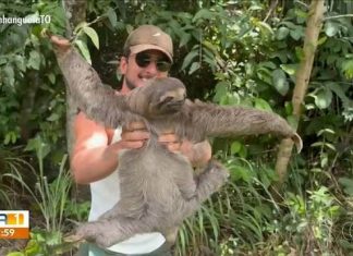 Influenciador ajuda bicho-preguiça a atravessar rodovia no Tocantins; VÍDEO