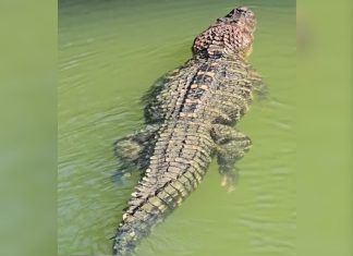 Grande e forte: jacaré gigante registrado em ilha no TO é considerado o maior da América do Sul