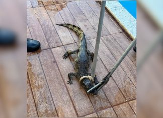 Filhote de jacaré é encontrado em piscina, resgatado e devolvido à natureza; vídeo