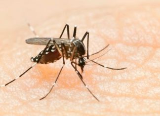 Araguaína confirma três mortes por dengue e 502 casos da doença