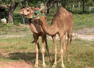 Sherazade, Natalina e Safira: camelos que encantaram a web receberam nomes bíblicos, árabes e persas