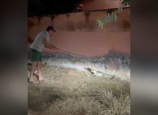 Jacaré surge no portão de casa e deixa moradora ‘apavorada’ no interior do Tocantins; VÍDEO