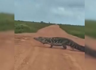 Jacaré atravessando estrada no Tocantins impressiona pelo tamanho; vídeo