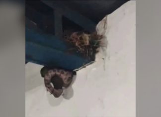 ‘Que perigo, valei-me’, diz mulher ao gravar cobra comendo pássaro em sala de aula; assista