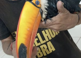 Homem leva tucano ferido a UPA e vai embora antes da chegada de apoio especializado; entenda