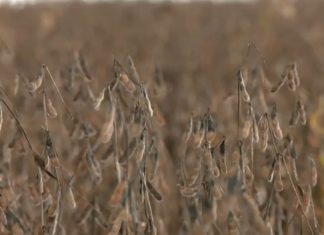 Acúmulo de chuva prejudica colheita de soja e plantio de milho no Tocantins; entenda