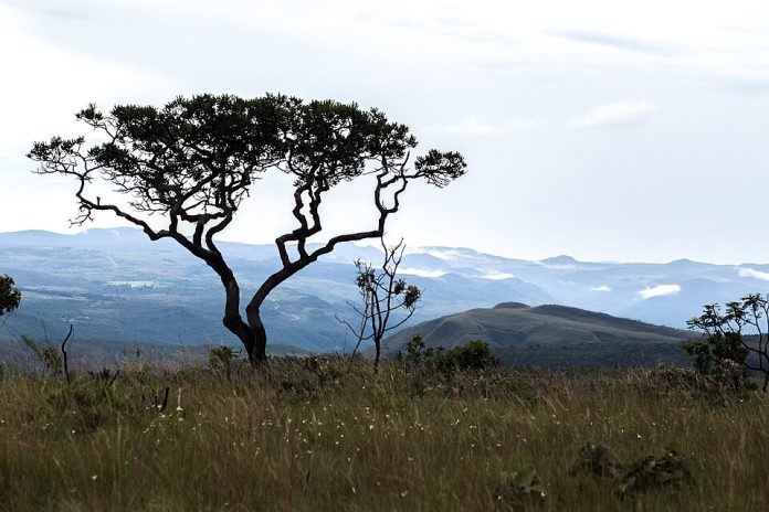 cerrado-parque-nacional-chapada-dos-veadeiros