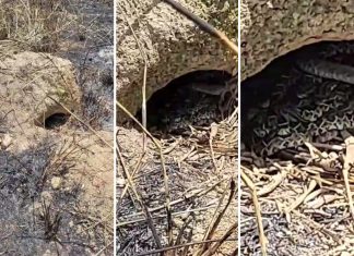 Tocantins soma 1,5 mil picadas de serpentes em pouco mais de dois anos; veja cuidados