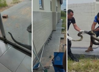 Sucuri chama atenção e é resgatada ao tentar entrar em UPA no Tocantins