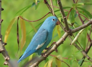 Servidora do Ibama descobre periquito azul no Tocantins