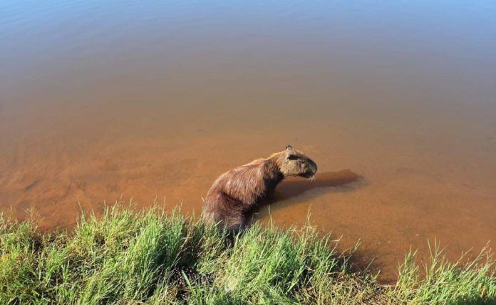 Capivara fica paraplégica após ser baleada em Araguaína