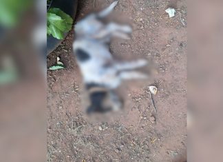 Pitbulls atacam e matam cachorro que fazia companhia para idosa em Palmas; VÍDEO