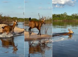 Você já viu um cervo nadar? Animal é flagrado atravessando o Rio Araguaia no Tocantins; veja vídeo