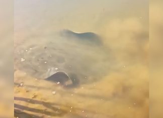 Arraia avistada na margem do Rio Araguaia chama atenção de banhistas pelo tamanho; VÍDEO
