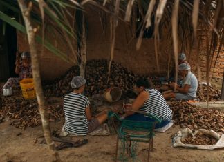 Quebradeiras de coco babaçu do TO comemoram reconhecimento da atividade como manifestação cultural