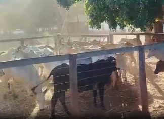Rebanho de gado furtado de chácara no Tocantins é recuperado pela polícia