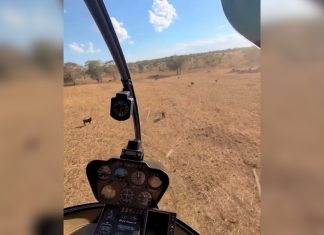 Juliano, da dupla com Henrique, faz treino em helicóptero e se diverte tocando gado em fazenda; VÍDEO