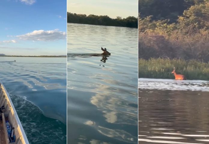 Cervo chama atenção de pescadores ao atravessar Rio Tocantins a nado; VÍDEO