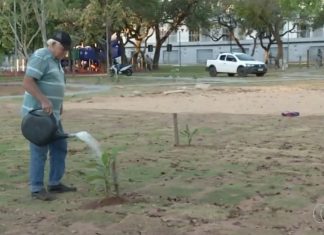 Conheça o aposentado que há oito anos transforma praça de Palmas com árvores frutíferas; VÍDEO