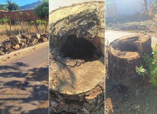 Pé de cajá preservado no meio de avenida no TO morre após ser consumido por cupim; veja imagens