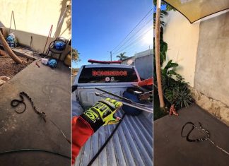 Cobra caninana invade casa em Gurupi e tenta atacar bombeiros durante resgate; VÍDEO