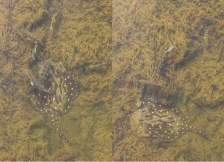 Arraia de fogo? Conheça espécie registrada nadando com tucunarés em águas cristalinas no TO
