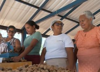 Colheita da castanha de baru gera renda para mulheres e abastece produção de doces no TO