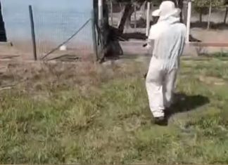 Enxame de abelhas ataca animais e trabalhadores no interior do TO; VÍDEO