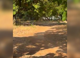 Mulher esfaqueada ao reagir a tentativa de estupro ficou em cirurgia por 6 horas, diz sobrinha